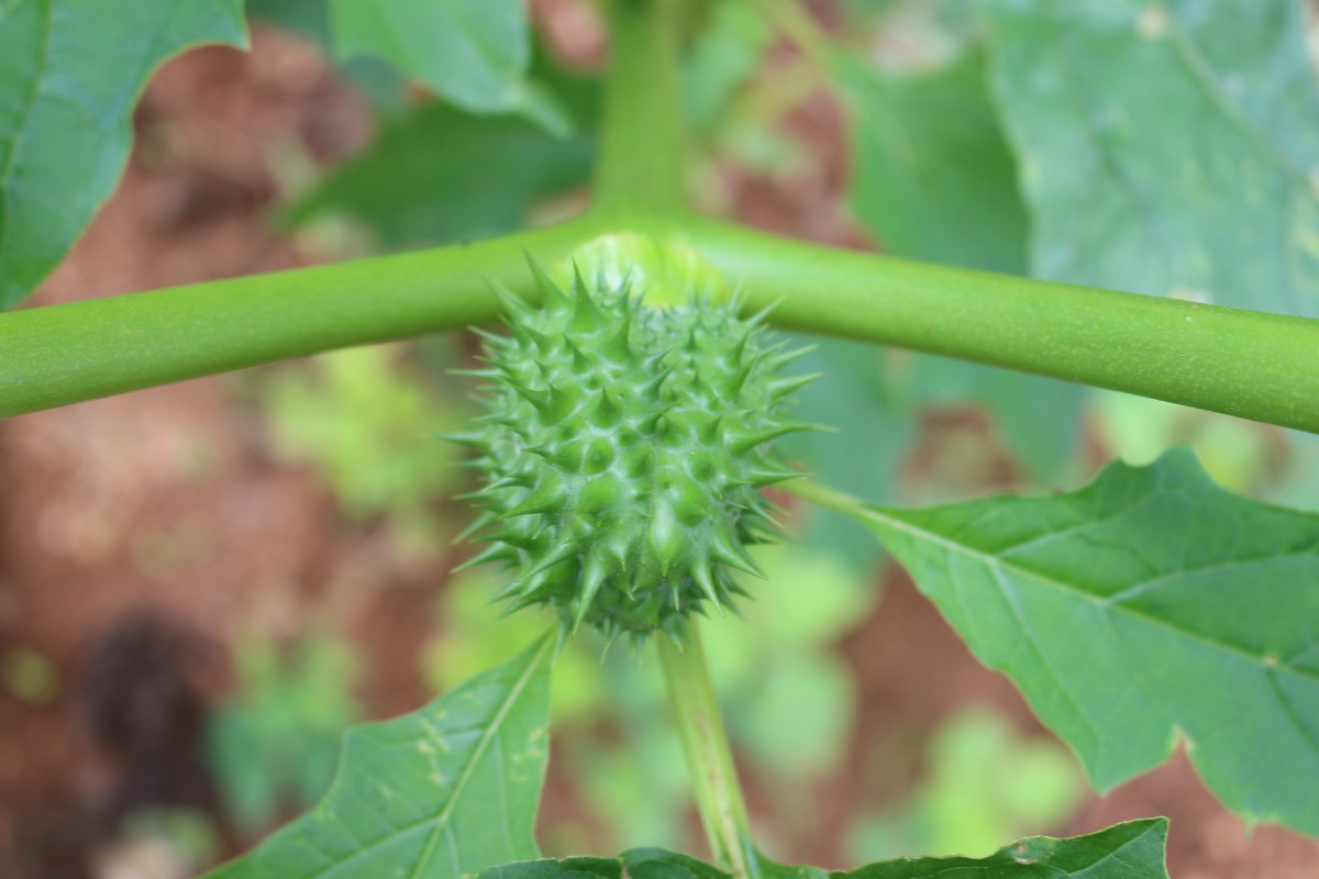 Datura stramonium L.